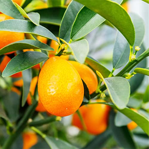 Qauzuy Garden 5 Seeds Oval Nagami Kumquat Fortunella Margarita Citrus Cumquat Rutaceae Seeds- Organic No-Gmo Kumquat Seeds- Grow Your Own Delicious Citrus Fruit Tree #TOP4