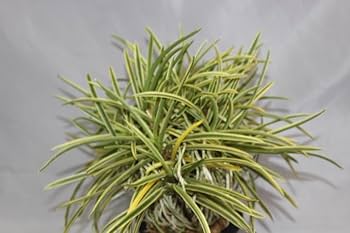 風蘭　富貴蘭　山野草 Amazon.co.jp: 東出都（大株立） 富貴蘭 フウラン 長生蘭 山野草