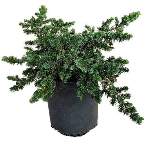 Blue Pacific Juniper ground cover plant