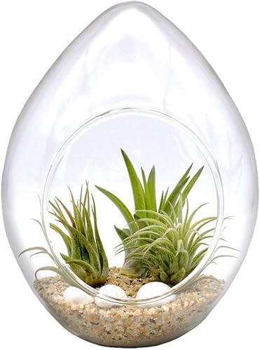 Kit completo de terrario de cristal de lágrima de 6 pulgadas con 3 plantas de aire Tillandsia vivas, arena de colores y conchas marinas (arena