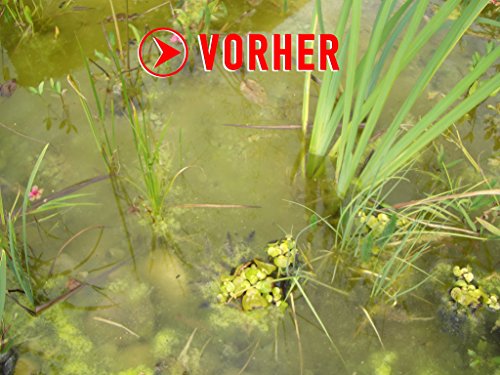 ALGENKILLER Protect® - Der Algenenferner für den Teich. Algen und Grünbelag abbau mit Synergieeffekt verbessert die Pumpen- und Filterleistung. Optimaler Oberflächenschutz mit Langzeitwirkung.