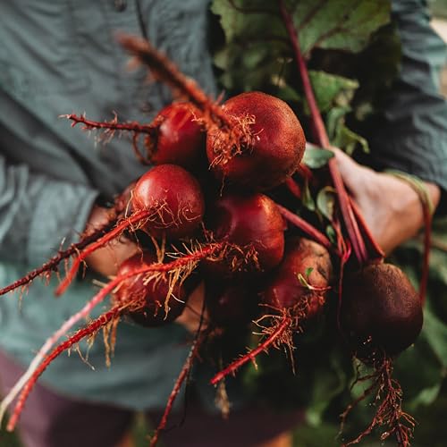 Lutz Green Leaf - 100 Seeds - Rare Heirloom Beet Variety, Non-GMO, Heirloom Beet Seeds for Planting in the Home Garden, Thresh Seed Company