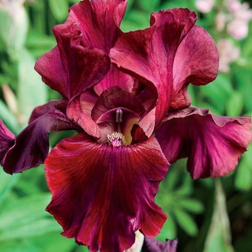 Reblooming Red Bearded Iris - 10 Bulbs - Fragrant-Plant Now for Fall Blooms