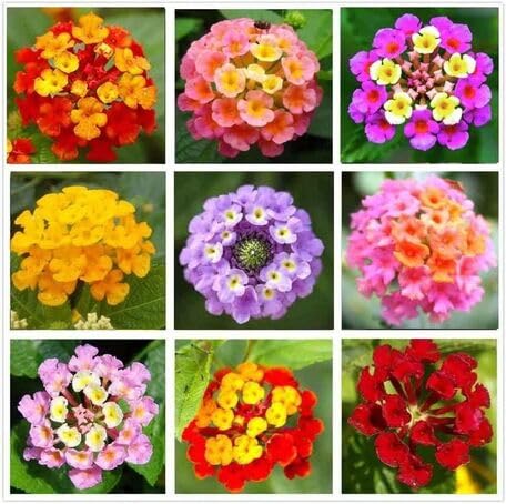 100pcs Mixed Lantana Flower Seeds