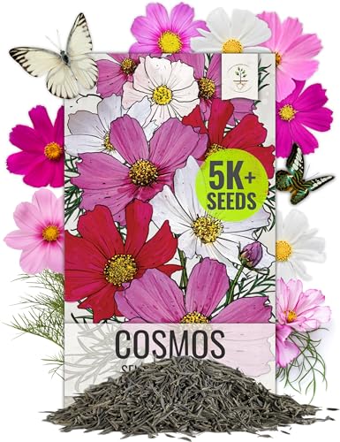 Seed Needs Cosmos Seeds Sensation Mix 5 000 Seeds Heirloom Bulk Pack