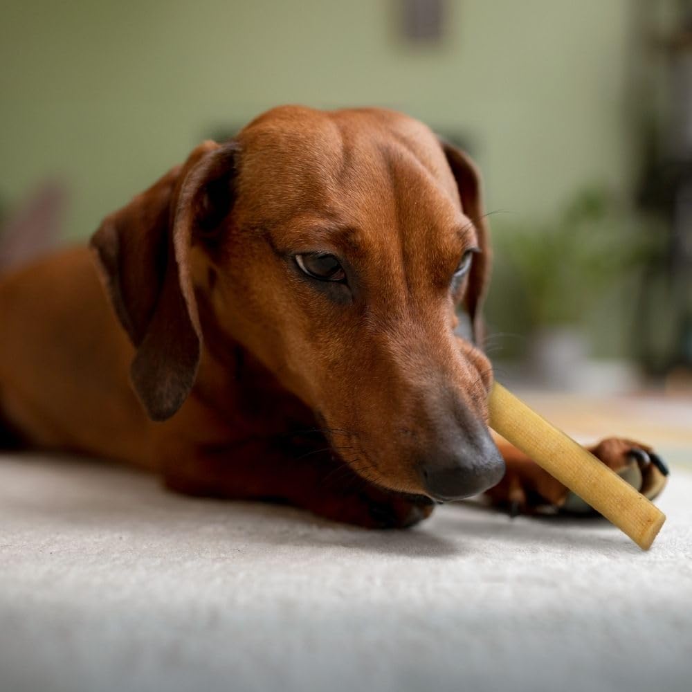 Wildfang Snack per Cani in Formaggio Duro XS 28 g per Cani fino a 10 kg Bastoncino da Masticare Himalayan Durezza tipo Yak Masticativi Naturali per Cani stile Churpi Confezione da 1