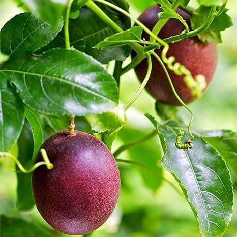All Time Red Passion Fruit Sweet & Rare (Air Layered) Healthy & Hybrid Live Plant,Ready to Fruit After 4/6 Month (B0CQWN5F8N) Amazon Price History, Amazon Price Tracker