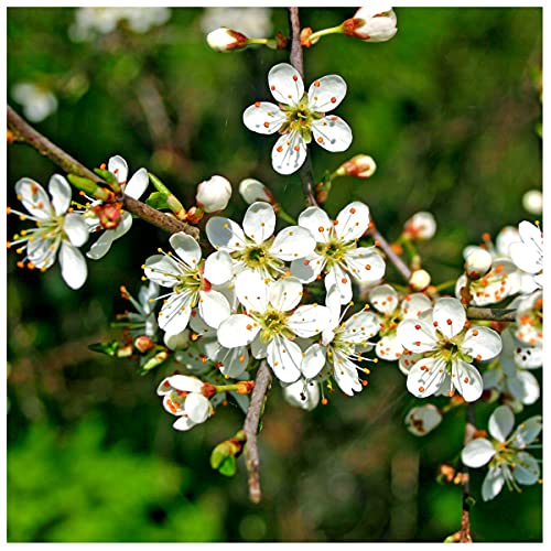 1 Blackthorn Hedging in 1L Pot, Prunus Spinosa, Sloe Berry Hedge 3fatpigs®