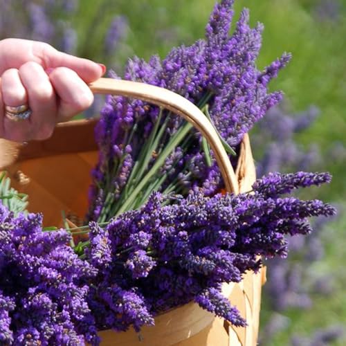 Dichmag English Lavender Flower Seeds for Planting - 10000+ English Lavender Vera Herb Seeds in Premium - Attracts Pollinators Non GMO, purple