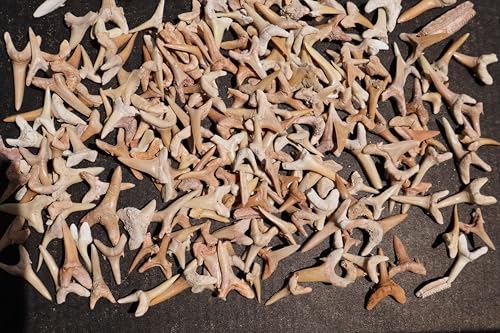 Image of Great Collection of Shark Teeth Fossil Shark Teeth Fossils for Kids Fossils from Morocco A259
