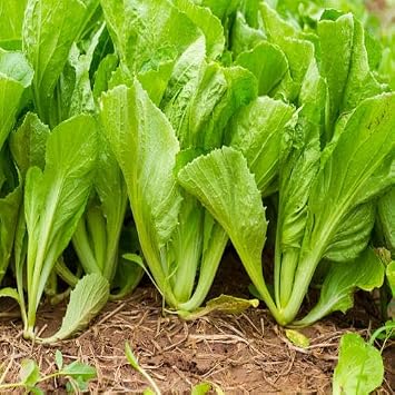 100pcs Mustard Vegetable Seeds Green
