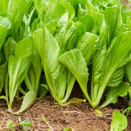 100pcs Mustard Vegetable Seeds Green