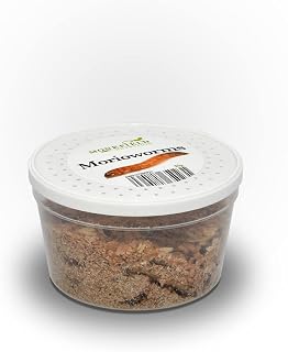 Monkfield Nutrition - Live Morioworms - 40-50mm - 40g Postage Pack Tub - Live Food for Reptiles - Reptile Food - Live Worms - Food & Treats for Reptiles