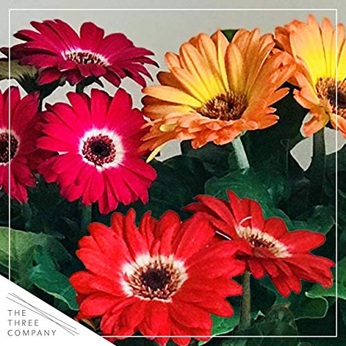 5" Gerbera Daisy - Assorted 5" Gerbera Daisy - Assorted