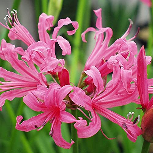 Image of Kraft Seeds Zinnia Mixed Flower Desi Seeds Summer Variety Special (Multicolour) & Ipomeas Flower Seeds (Multicolour, 15 Pieces) & Gate Garden Narine Lilly Flower Bulbs (White, Pack of 5)