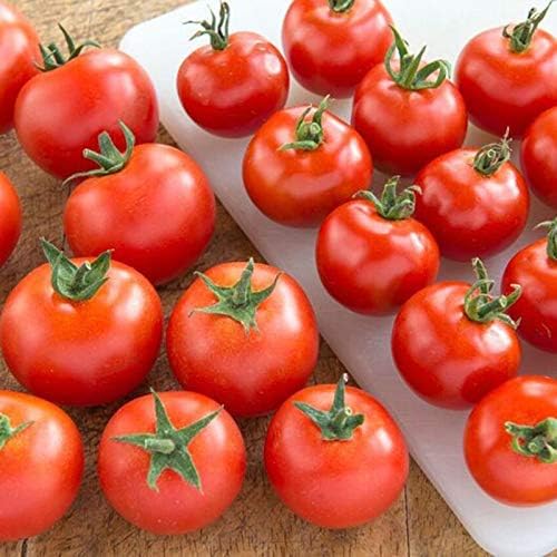 Tomato Plants, 'Gardener's Delight', 12 x Plug Plant Pack, Tomato Plants Ready to Plant Now, Cherry Tomatoes, Garden Ready and Ready to Plant, Premium Quality Tomatoes