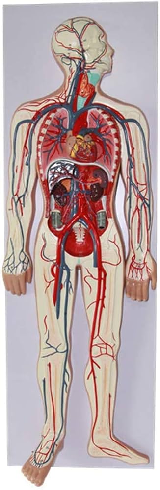 Amazon.co.jp: 静脈および動脈の構造人体解剖模型科学 - ヒト