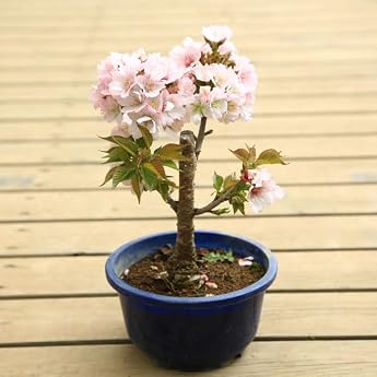 Seedling Double cherry blossom south hall * Naden cherry blossom