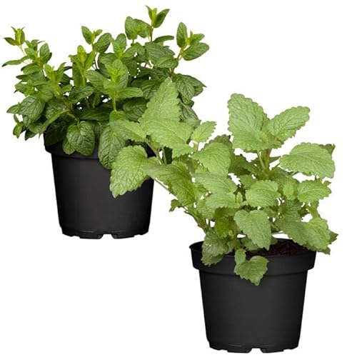 Duo Menta Chocolate + Hierbabuena - Plantas Premium DECOALIVE - Hierbas Naturales para Huerto Urbano - Plantas Aromáticas