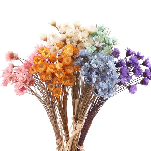 300PCS Flores Secas Pequeñas Margarita Estrella Brasileña