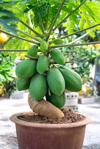 10 Seeds Dwarf Waimanalo Papaya Seeds, Hawaiian Solo, Carica Papaya, Indoor/Outdoor Fruit Tree, Self-Pollinating, Yellow-Orange Flesh, Spring Blooming, Sun Loving