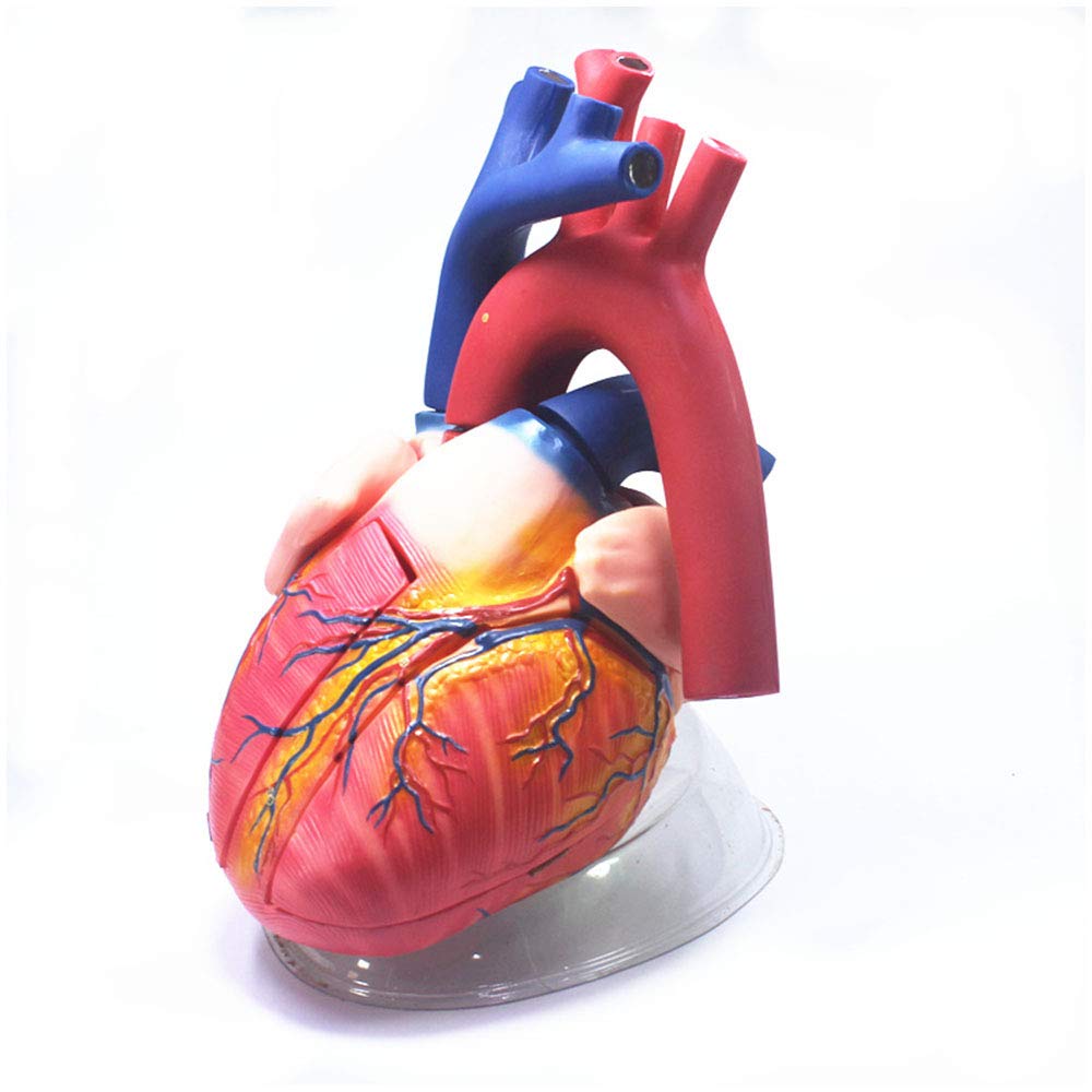 sjdoPulse Heart Anatomical Model - 4X Enlarged Heart Model - Human Organ Anatomical Model - Medical Human Teaching Model - for Study Display Teaching