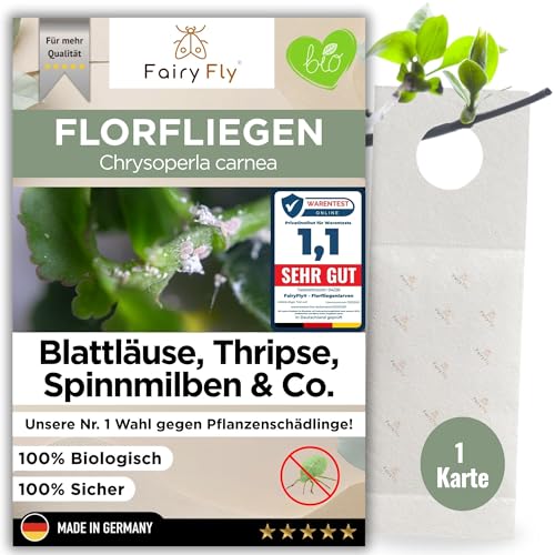 FairyFly Florfliegenlarven gegen Blattläuse & Wollläuse (1 Karte) Nützlinge zum Aufhängen für Zimmerpflanzen biologische Schädlingsbekämpfung ohne Chemie Florfliegen Eier