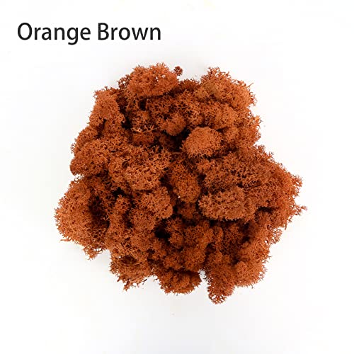 Image of Amoueterno Preserved Moss 4 Color Reindeer Moss,Total 14OZ Each Color 3.5OZ, Natural Real Green Moss DIY Kit Moss Crafts Art Wall Decor Florist Decor Yellow /Light Yellow /Brown /Orange Brown