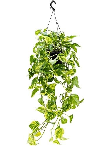 Golden Pothos Scindapsus Epipremnum Devils Ivy Indoor Plant in 15cm Hanging Pot