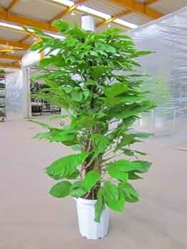 専用出品、ラフィドフォラ・テクルシバ（マングーカズラ） シェフレラ・アルボリコラ 516MzTK5dpL._UF350,350_QL50_.jpg