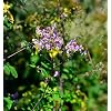 Magnificent Meadow Rhombus - Thalictrum Rochebrunianum