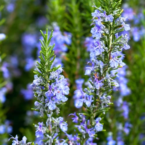 Image of Live Rosemary Plant Herbs and Medicine Plant for Home and Garden Organic Plant for Foods & Hair Herb Plant with 3 Inch Pot (ROSEMARY PLANT)