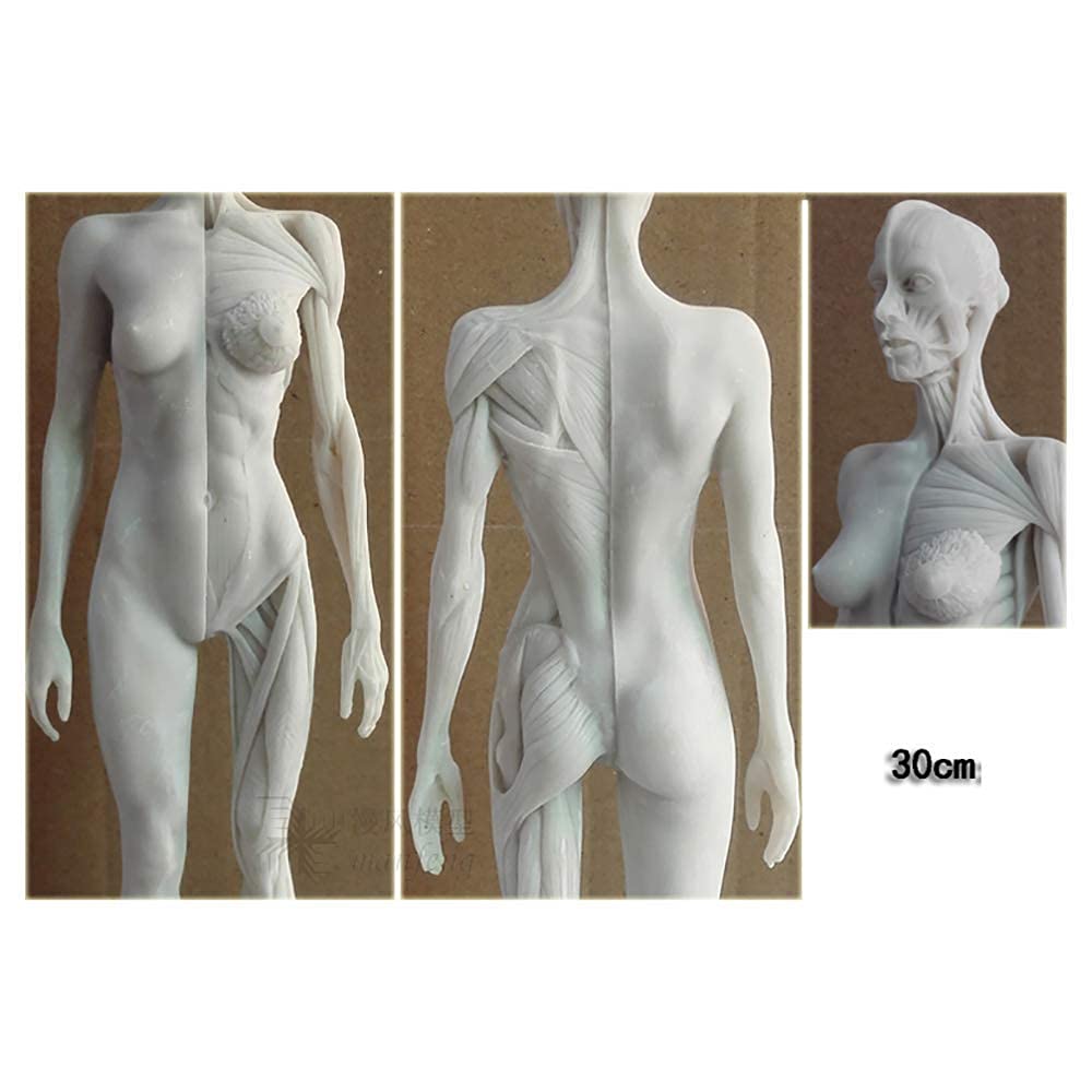 Modèle d'anatomie Figure d'anatomie Humaine - Modèle Anatomique d'os Musculaire Humain - Modèle d'anatomie musculo-squelettique féminin et Masculin en résine pour étude de Dessin d'artiste