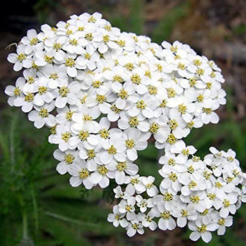 Welldales 100 Achillea White Flower Seeds UK Yarrow Wildflower Daisy for Gardens & Meadows