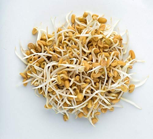 HONIC Fenugreek - sprouting seeds