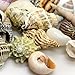 Produktbild Sea Shells Set L 5 Stück