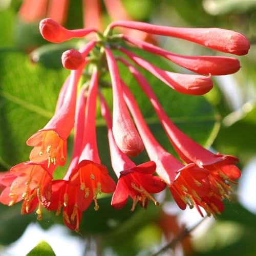Red Honeysuckle Plants, Live, 5-9