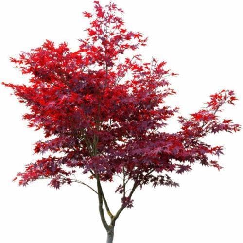 3 x Japanischer Fächerahorn Acer palmatum ‘Atropurpureum’ 80-100cm im Topf | winterhart & schnittverträglich | dekorativer Zierbaum für Garten & Kübel | sofort pflanzbar| Roter Fächerahorn | Ahorn