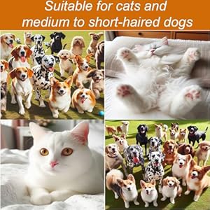 Pet-Grooming-Hair-Blow-Dryer-300-Watts-for-Small-and-Medium-Dogs-and-Cats-Pet-Hair-Dryer-for-Dogs-Grooming-at-Home-Pet-Hair-Removal-Comb-plus-Blue-Silicone-Pet-Wash-Massage-Brush - Cucciolini Doodles   Pet-Grooming-Hair-Blow-Dryer-300-Watts-for-Small-and-Medium-Dogs-and-Cats-Pet-Hair-Dryer-for-Dogs-Grooming-at-Home-Pet-Hair-Removal-Comb-plus-Blue-Silicone-Pet-Wash-Massage-Brush