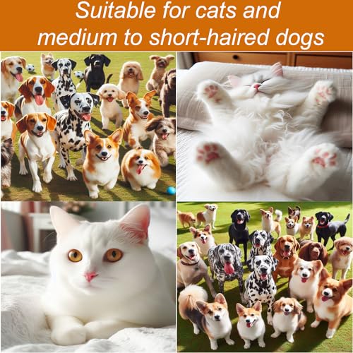 Pet-Grooming-Hair-Blow-Dryer-300-Watts-for-Small-and-Medium-Dogs-and-Cats-Pet-Hair-Dryer-for-Dogs-Grooming-at-Home-Pet-Hair-Removal-Comb-plus-Blue-Silicone-Pet-Wash-Massage-Brush - Cucciolini Doodles   Pet-Grooming-Hair-Blow-Dryer-300-Watts-for-Small-and-Medium-Dogs-and-Cats-Pet-Hair-Dryer-for-Dogs-Grooming-at-Home-Pet-Hair-Removal-Comb-plus-Blue-Silicone-Pet-Wash-Massage-Brush