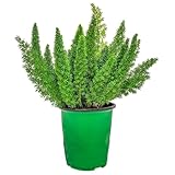 Foxtail Fern Plant Live - Sword Fern - Tropical Foliage - Large Plant - 1 Gallon Planter - Overall Height 12' to 14' - Tropical Plants of Florida (Plant Only)