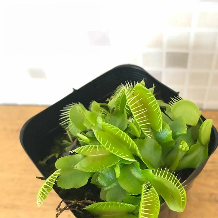 Amazon.co.jp: 食虫植物 ハエトリソウ ビッグマウス 9cmポット