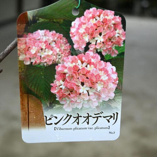 Amazon.co.jp: 庭木苗接ぎ木3年生 オオデマリ苗 ピンク花ピンク