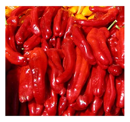 PREMIER SEEDS DIRECT - HOT CHILLI PEPPER - ROKITA - 50 SEEDS