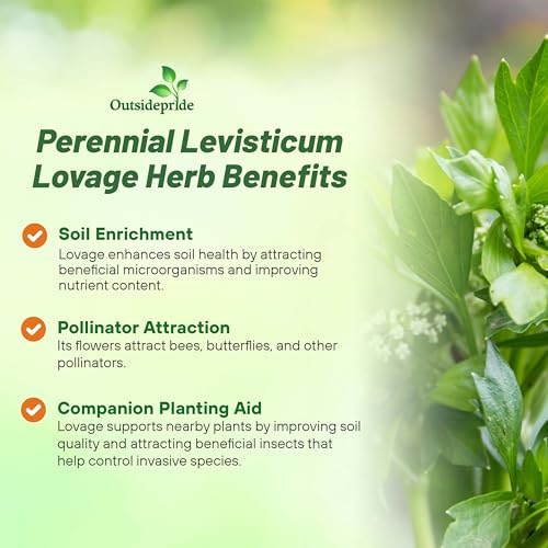 image for Outsidepride Lovage Vegetable Seeds - 1000 Pcs. Perennial, Easy to Gro