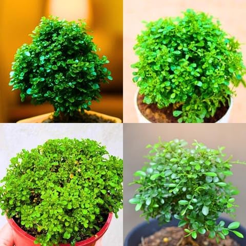 Table Kamini Plant (Murraya Paniculata) – Live Evergreen Indoor Bonsai with Fragrant White Flowers | Decorative Plant for Home & Office Tabletop Pack of-1 original table kamini plant-image-42