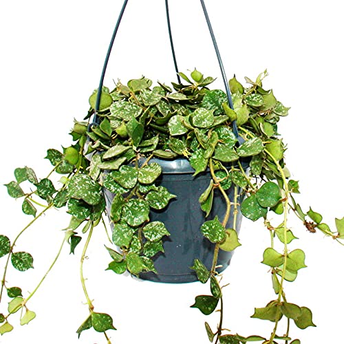 Pianta d'appartamento appesa - Hoya krohniana Eskimo