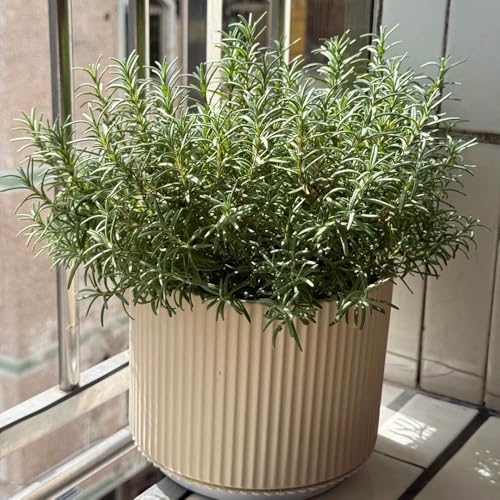 semi di rosmarino perenne resistente all'inverno - biologici, esotiche, per balcone 600pcs