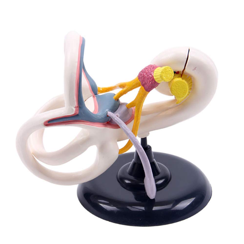 Sjdopulse Ear Internal Structure Model - Medical Anatomical Ear Internal Structure Model Human Organs Anatomical Model - For Study Display Teaching Medical Model