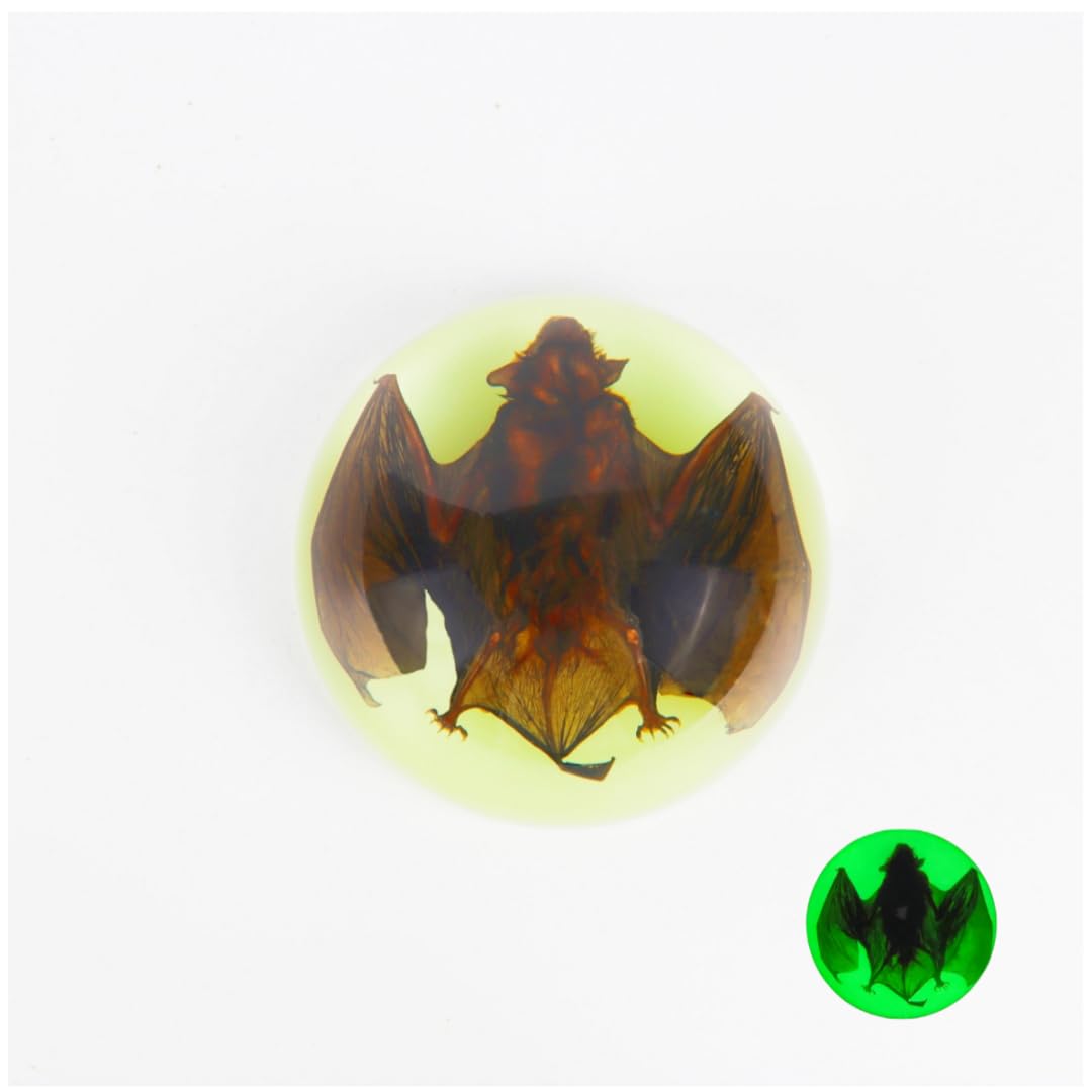 Bat Specimen, Real Resin Bat Specimen for Science Classroom Science Education, Biology, Collections, Animal Study Enthusiasts, Quirky Animal Skulls (